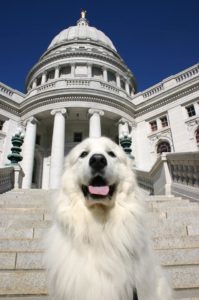 Czar posing in front of the state Capitol in downtown Madison, Wisconsin