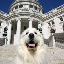 Czar posing in front of the state Capitol in downtown Madison, Wisconsin