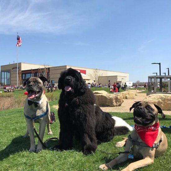 wisconsin brewing dog walk event