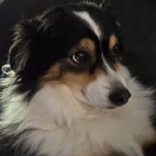 DAISY
