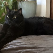 KITTY